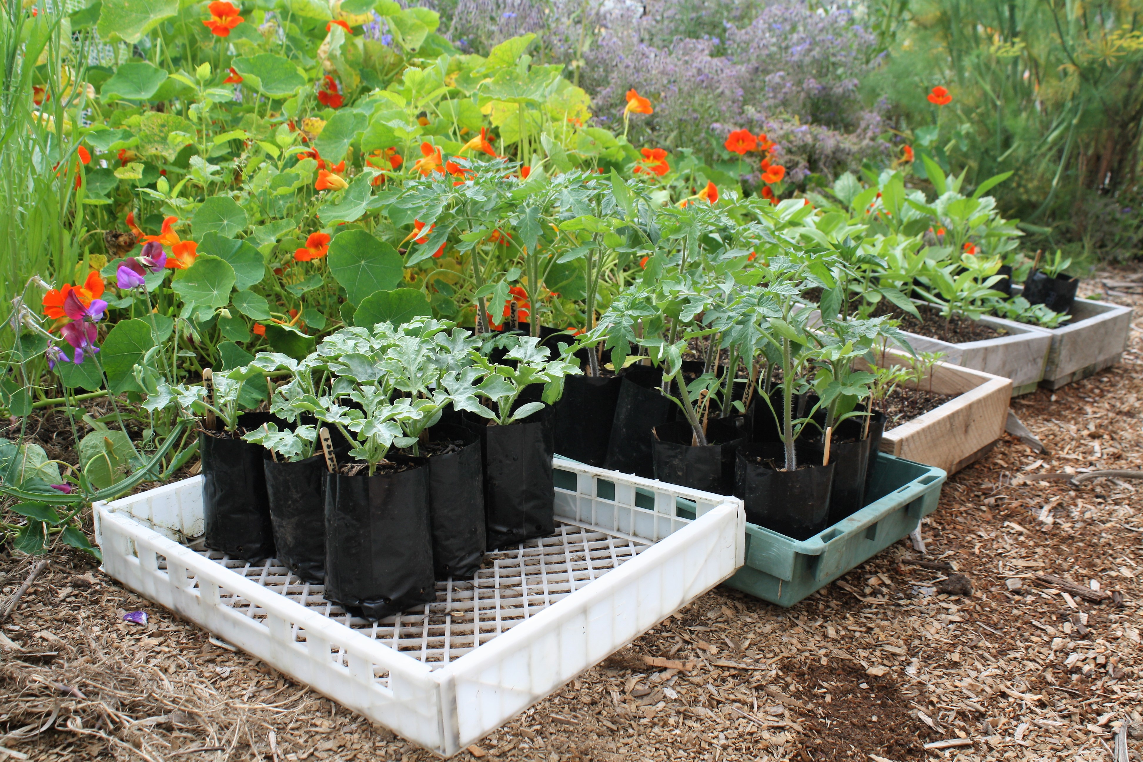 toms and melons hardening off