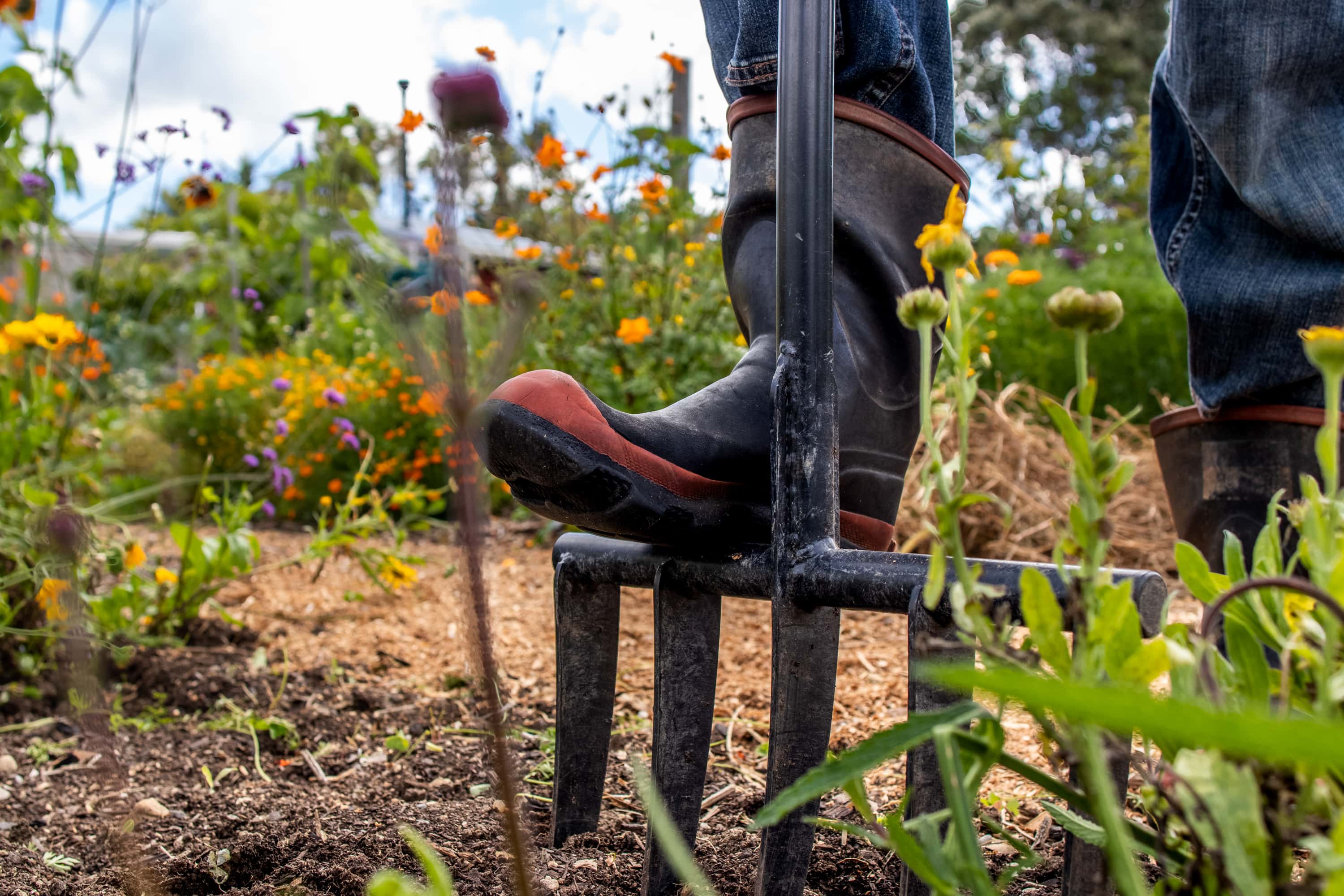 Aerating soil with a forksta