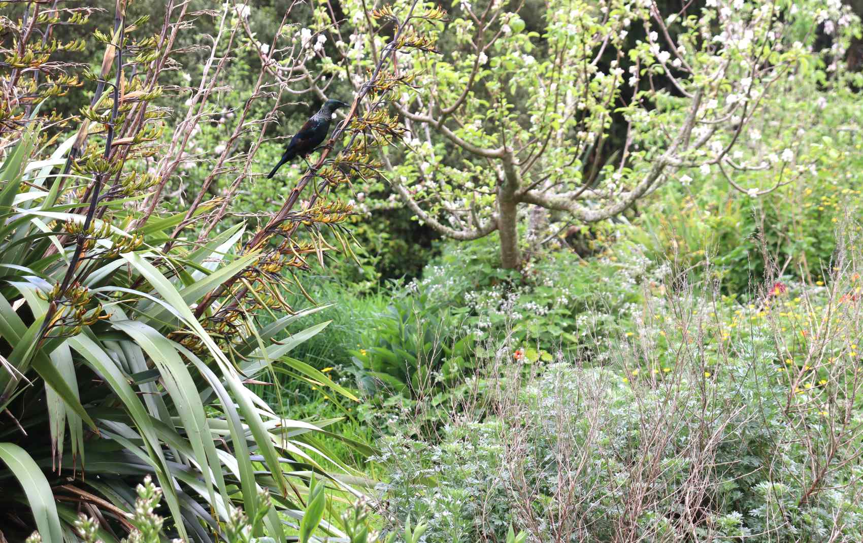 August Fruit Tree to-do List