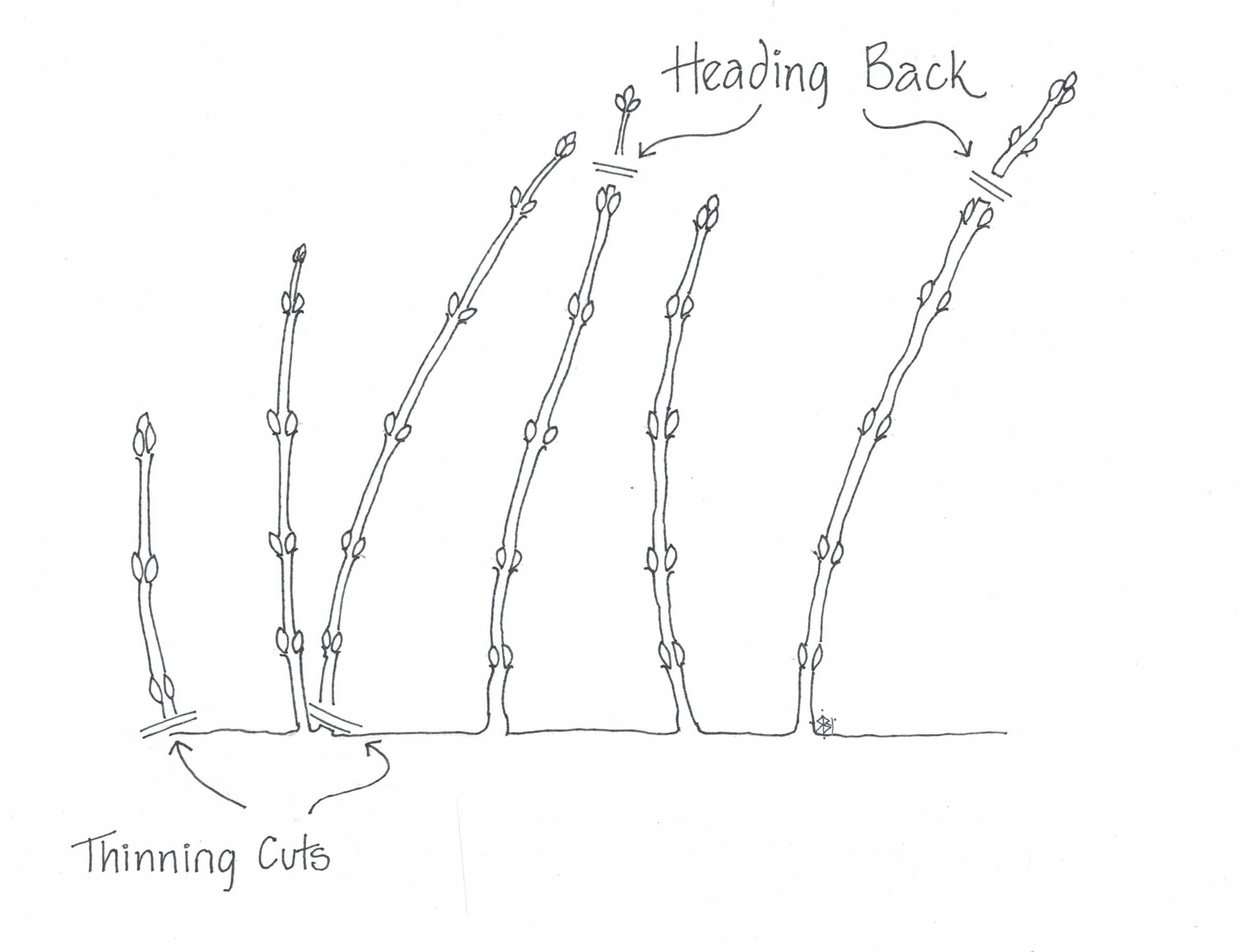Pruning 101 Thinning Cuts Heading Cuts