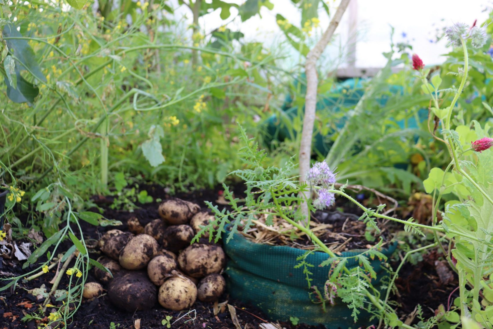 Harvesting a rogue potato plant beneath the figs! A great score!