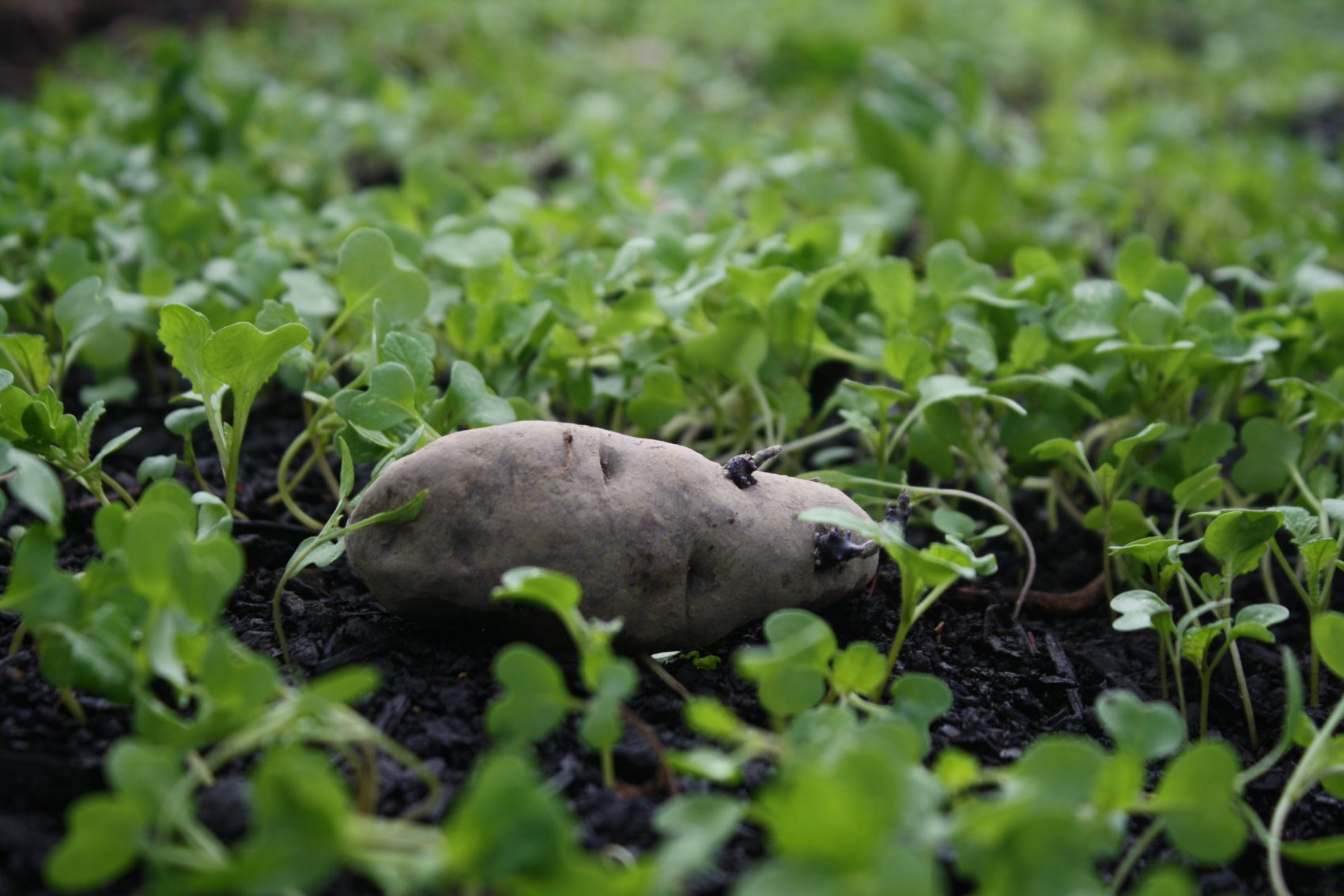 A Urenika seed potato sitting on top of compost, waiting to be covered over with old hay