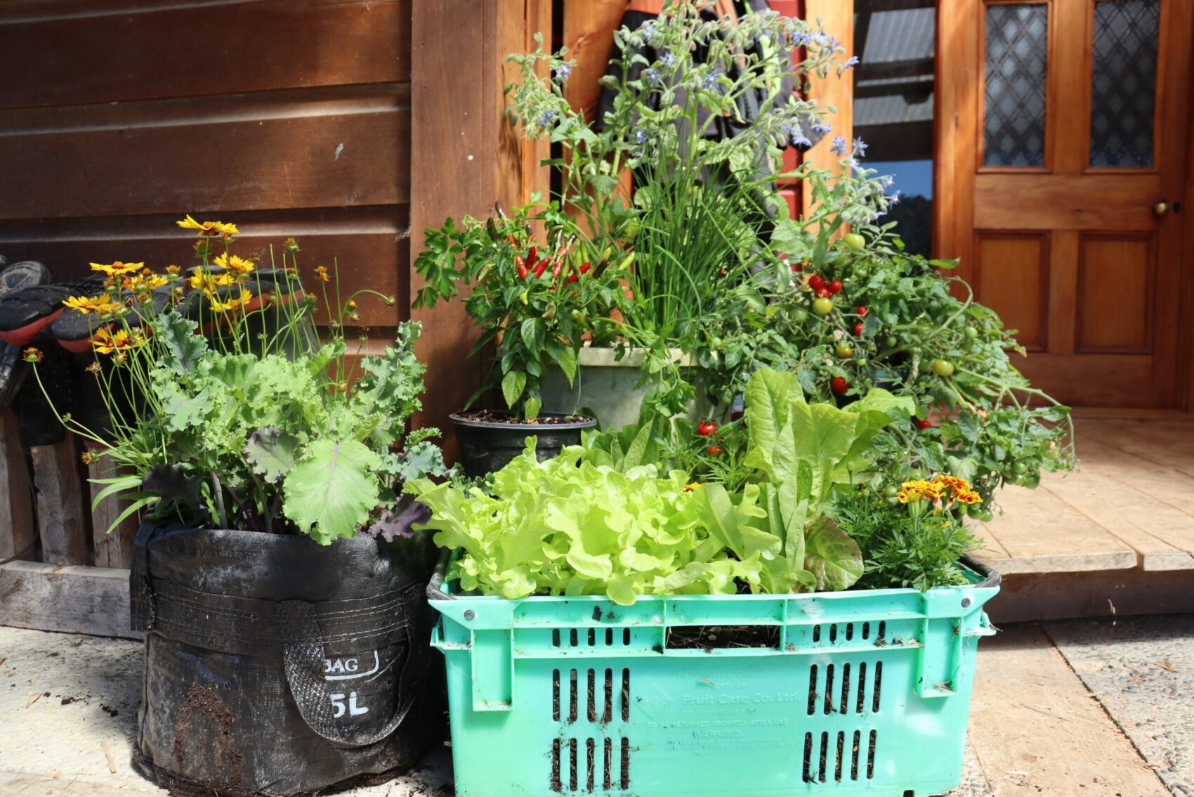 a selection of vegies in containers - right by the front door for ease