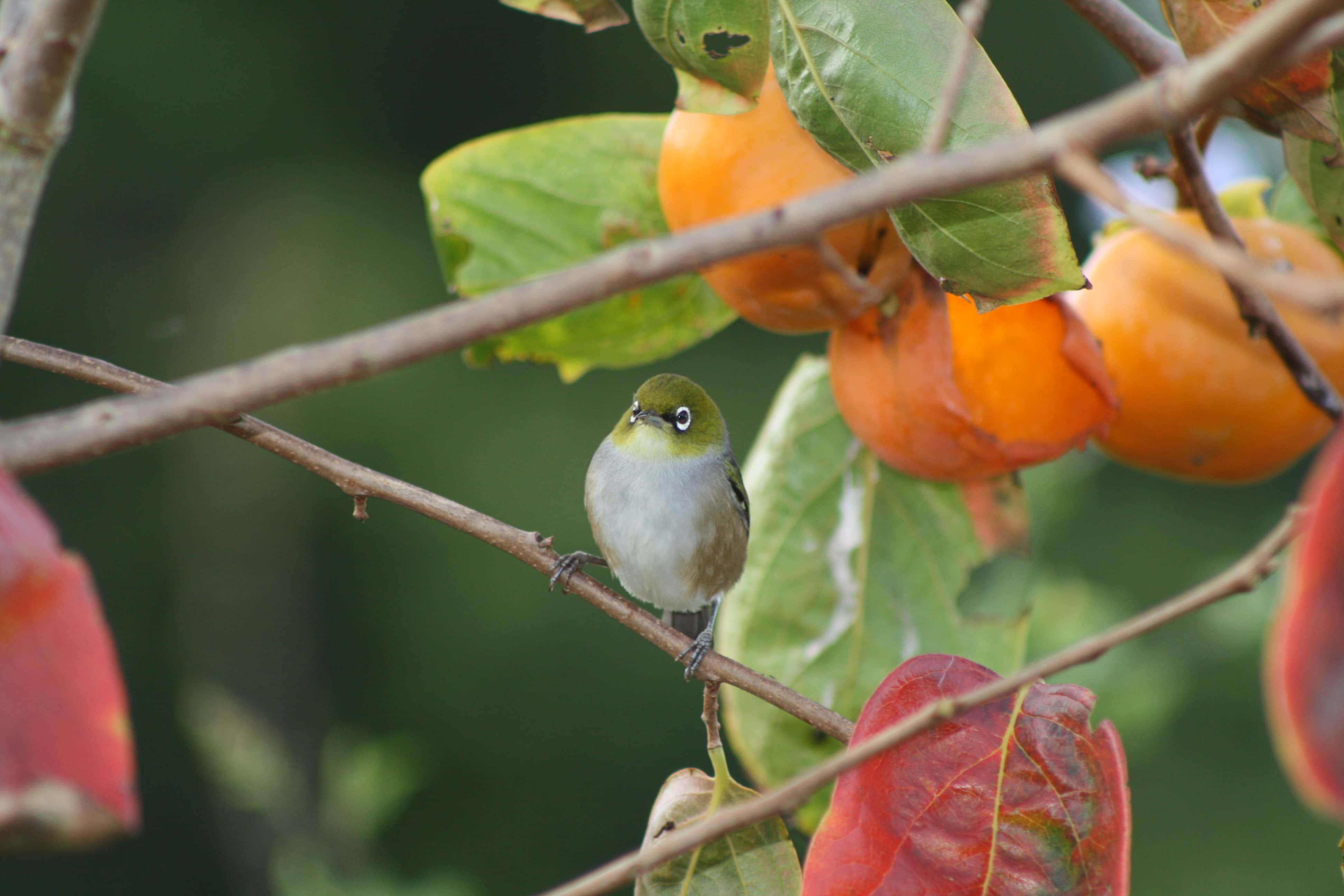 Waxeyes for pest control ediblebackyard nz