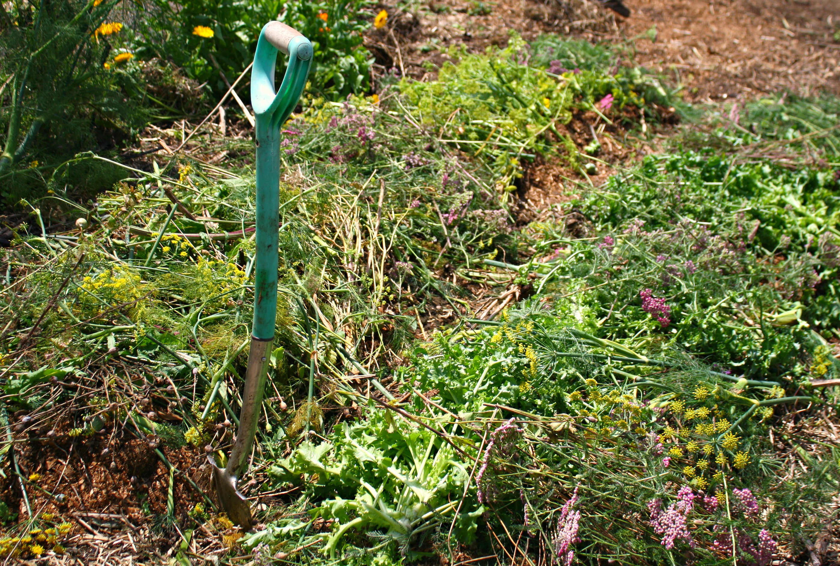 yarrow fennel and parsley mulch
