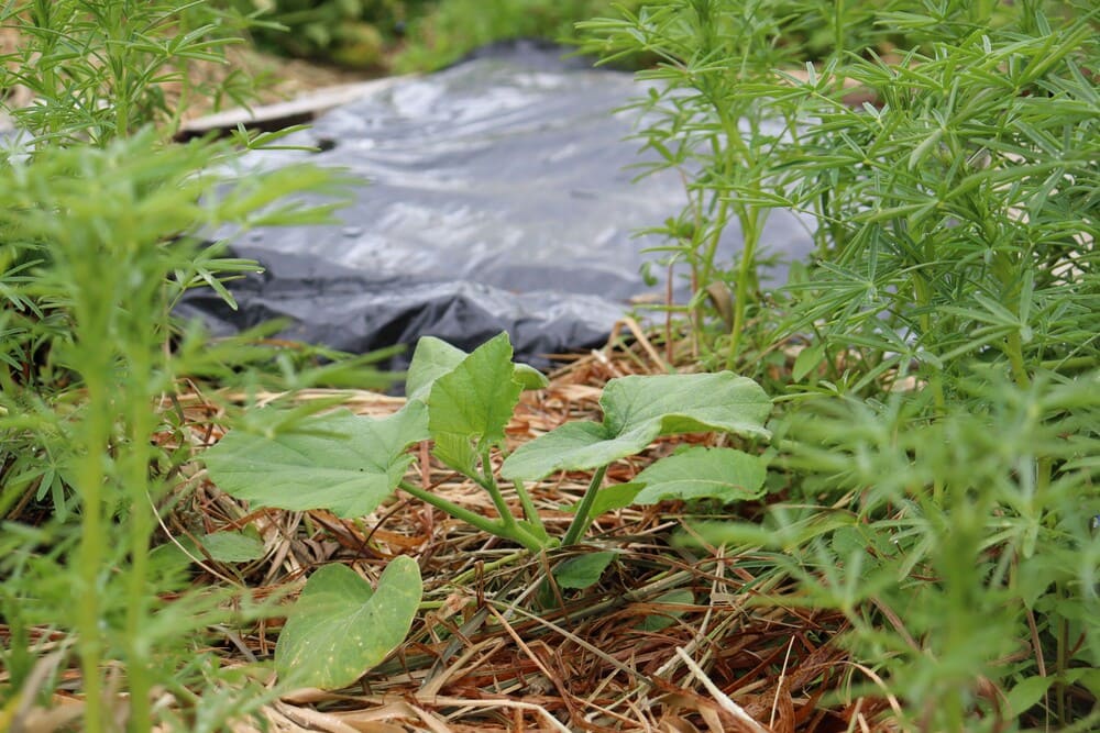 Squash growing strongly in a pocket of lupin