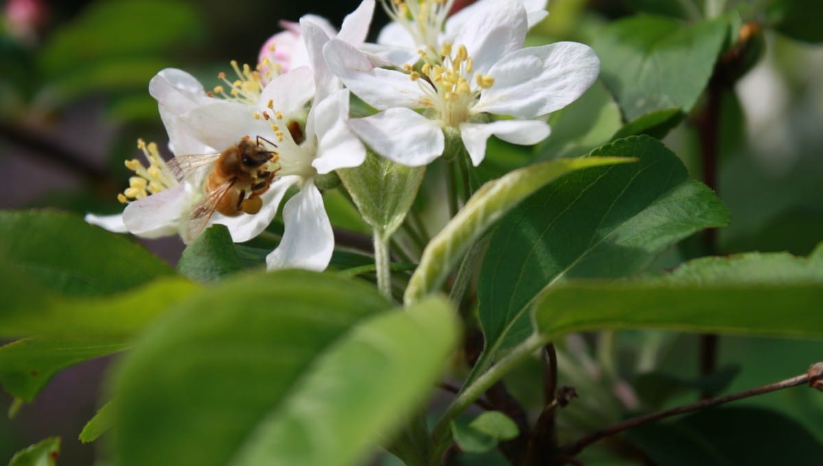 Close up of a bee in an apple blossom at Edible Backyard