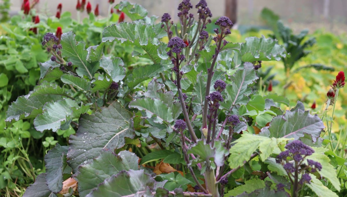 BROCOLLI purple sprouting broccoli parsnips redclover guild Kath Irvine's ediblebackyard nz