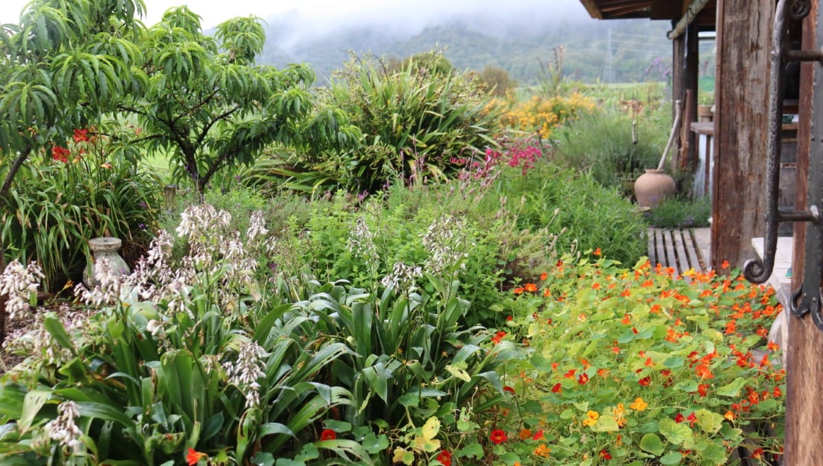 easycare-and-beautiful--perennial-border-with-herbs-companion-flowers-and-dwarf-peaches-edible-backyard-nz