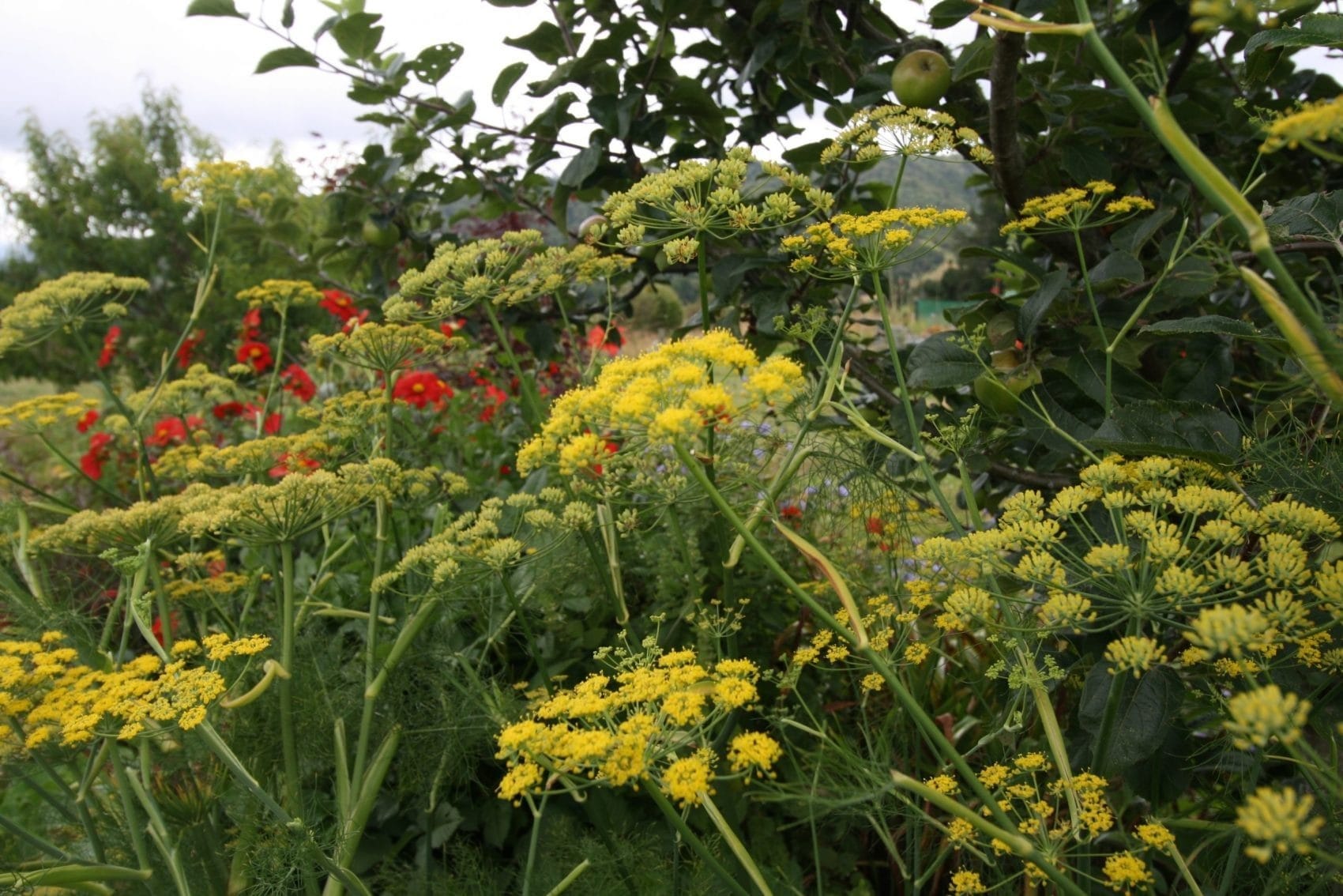 Fennel is an awesome tap root companion in the orchard, enticing many beneficial insects with its sweet nectar.