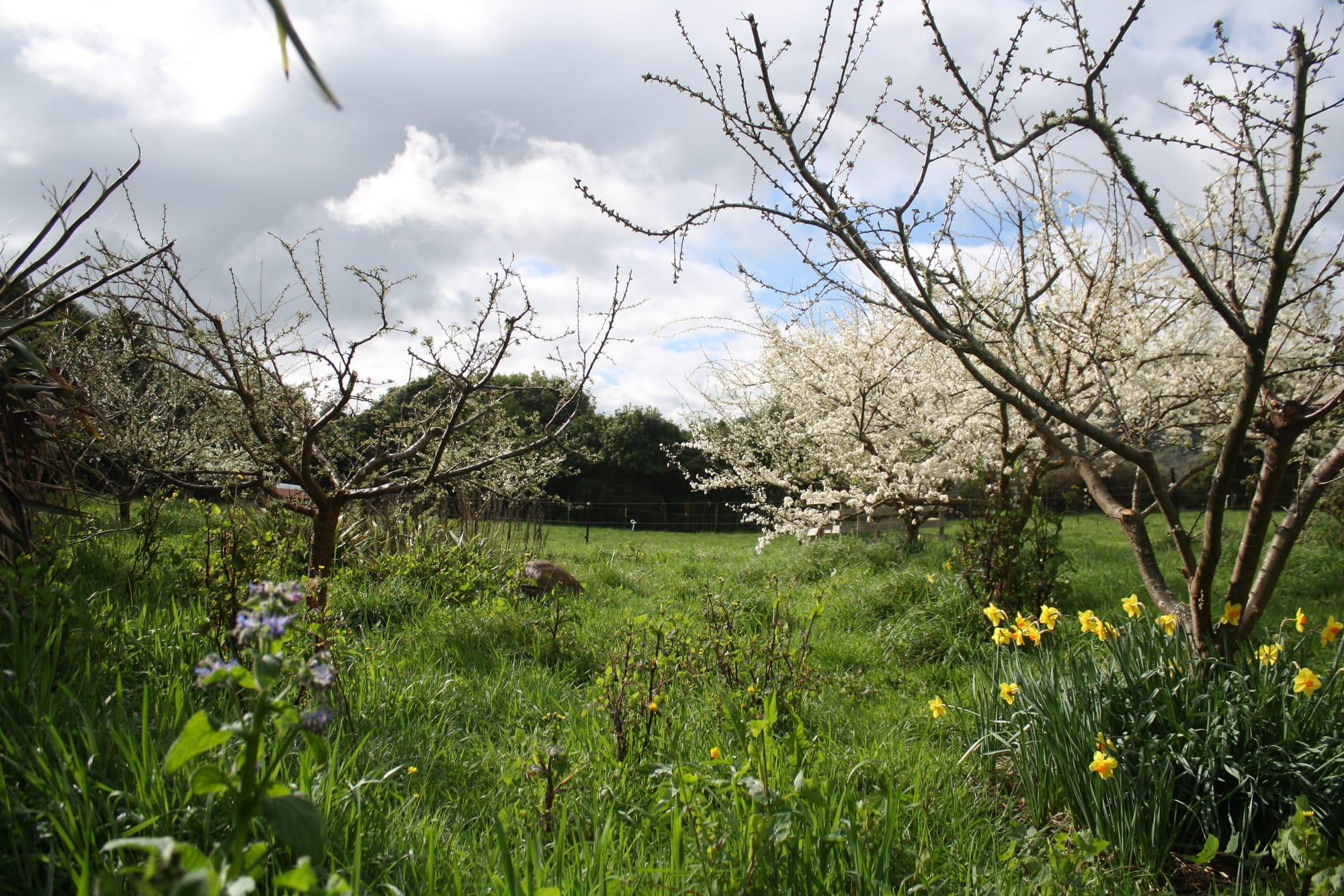 The orchard springing in to life at Edible Backyard full of diverse plant species it's a thriving ecosystem of well tended apple, pear, plum trees with borage and daffodils