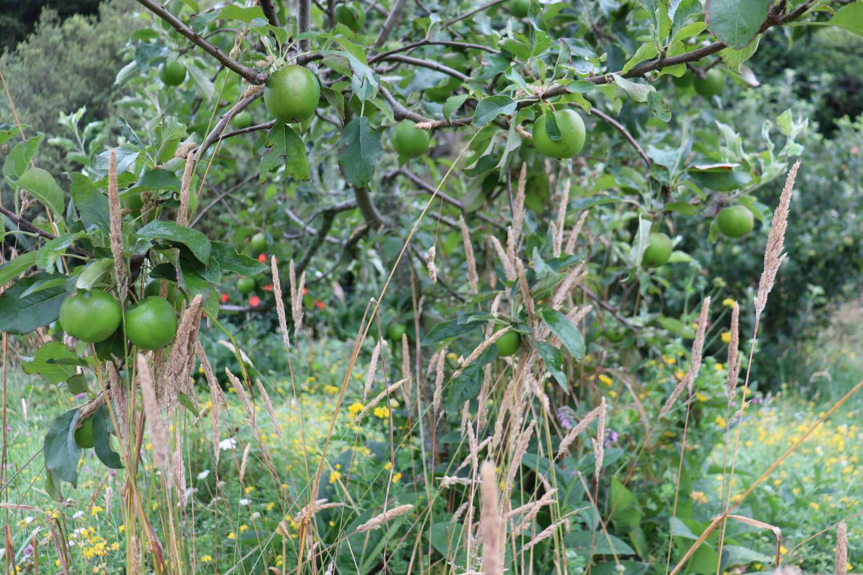 ORCHARD HERBAL LEY Diversity in the orchard groundcover granny smith apple with long grass, clover comfrey yarrow and lotus major