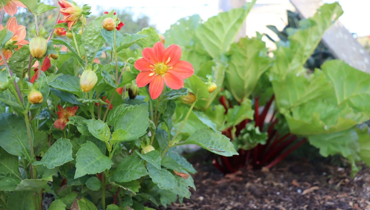 Perennials dahlias and rhubarb