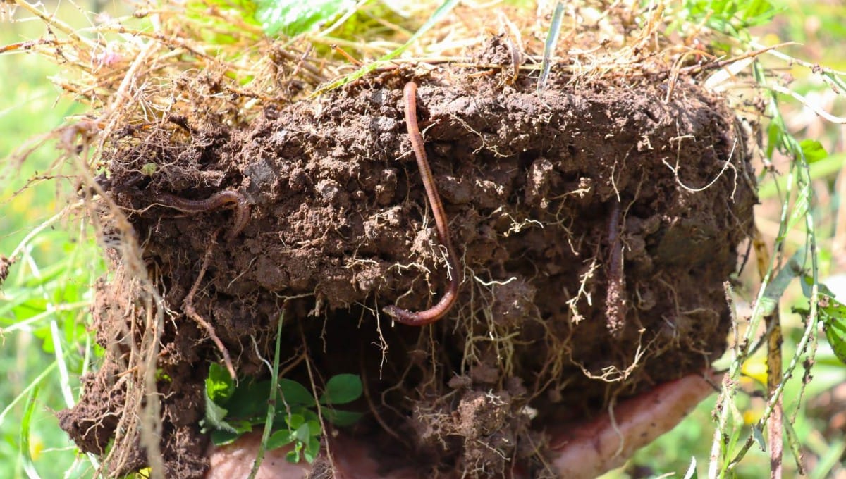 SOIL Love seeing those worms in my soil tests!