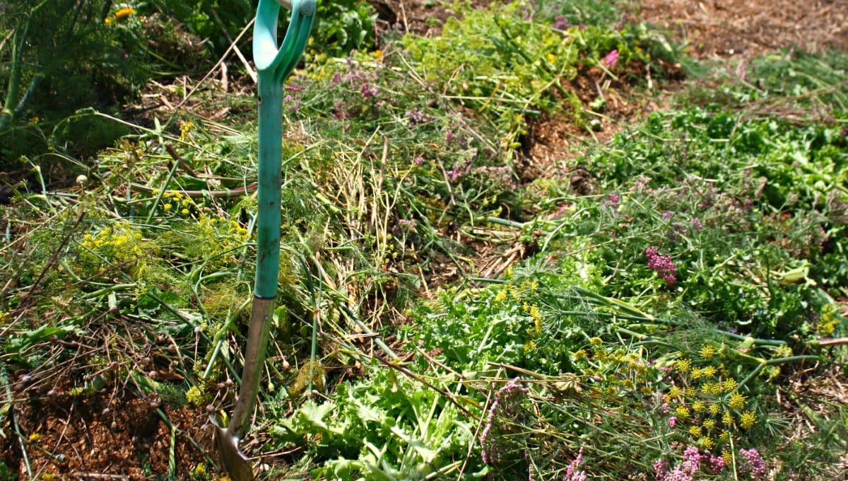 Yarrow, parsley, fennel mulch - the healthy soil project Step by Step Garden instructions Kath Irvine Edible Backyard