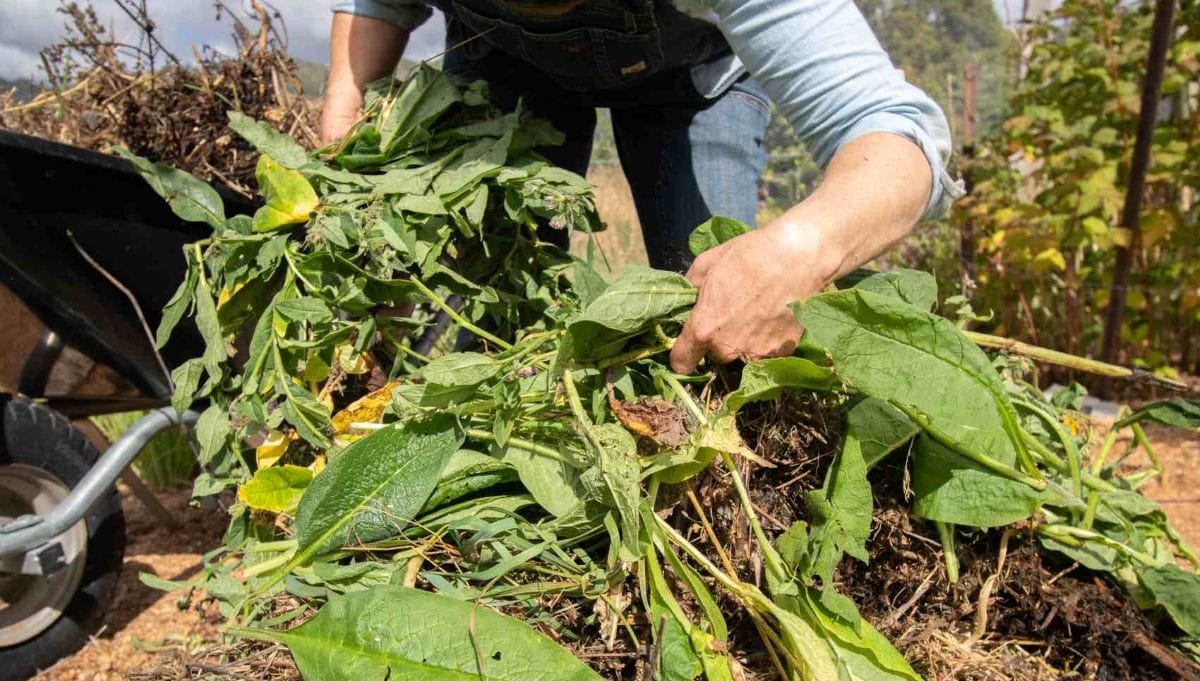 Easy peasy compost: A good setup