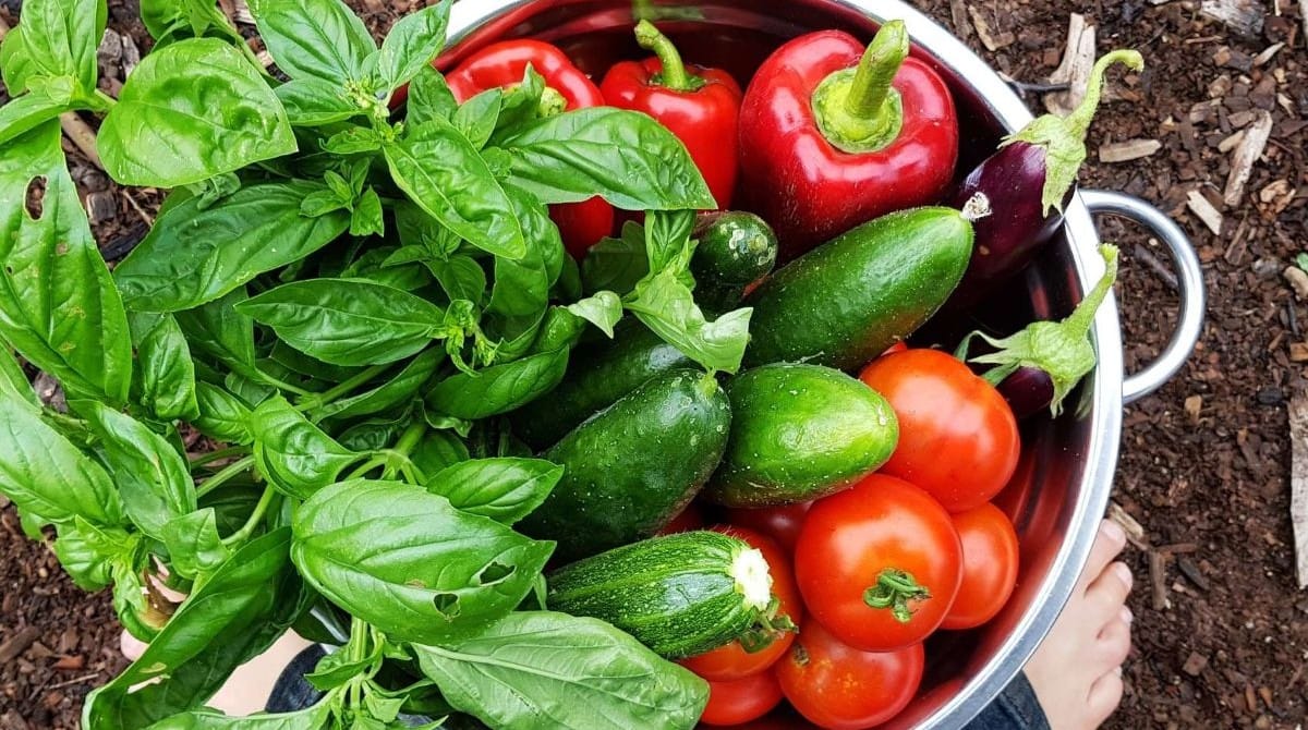 January in the Vegie Patch + Greenhouse