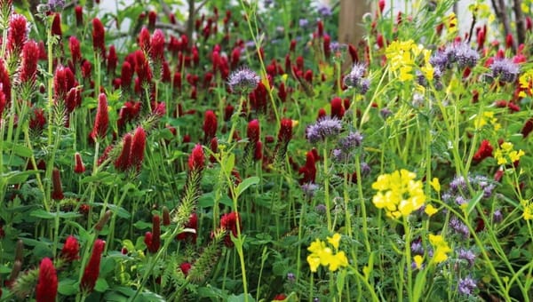 A beautiful swathe of red clover, mustard, phacelia flowers in their reds, yellows, mauves and green