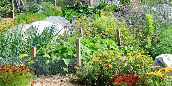 Summer vegetable beds in a naturally healthy, vibrant and diverse mix and plants and flowers in Kath Irvine's Abundant Edible Backyard