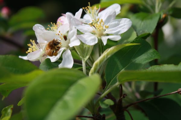 Close up of a bee in an apple blossom at Edible Backyard