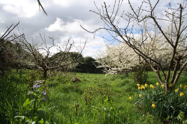 The orchard springing in to life at Edible Backyard full of diverse plant species it's a thriving ecosystem of well tended apple, pear, plum trees with borage and daffodils