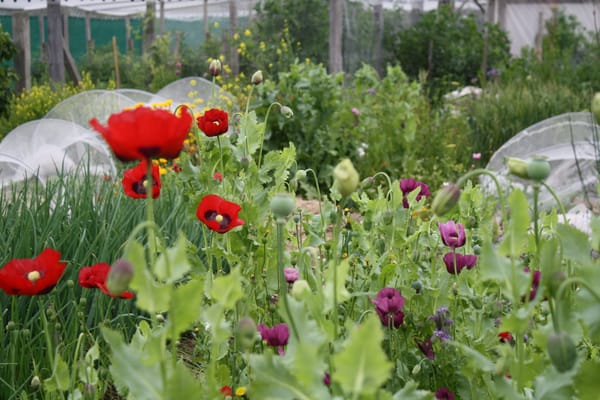 Beautiful range of red and purple heirloom poppies in amongst the vegie garden beds at Edible Backyard